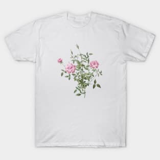 Vintage Blooming Dwarf Rosebush Botanical Illustration T-Shirt